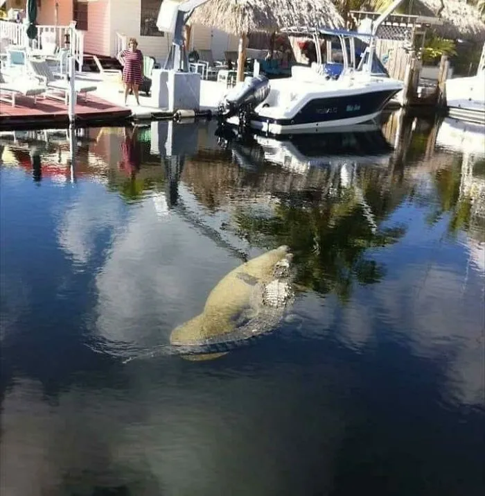 Nothing To See Here. Just An Alligator Riding A Manatee. Welcome To Florida!