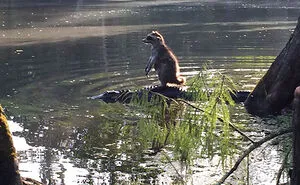 73 Florida Pics That Make Common Sense Feel Optional