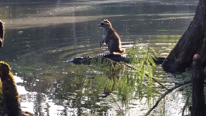 Someone In Florida Snapped A Picture Of A Raccoon Riding A Gator At The Ocala National Forest
