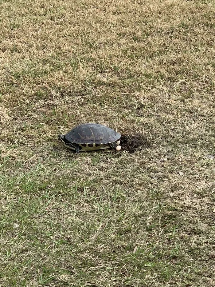 Walked Outside To Find A Turtle Laying Eggs Right Next To My Car