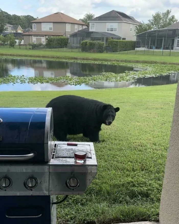 Bear In My Backyard Here In Florida …