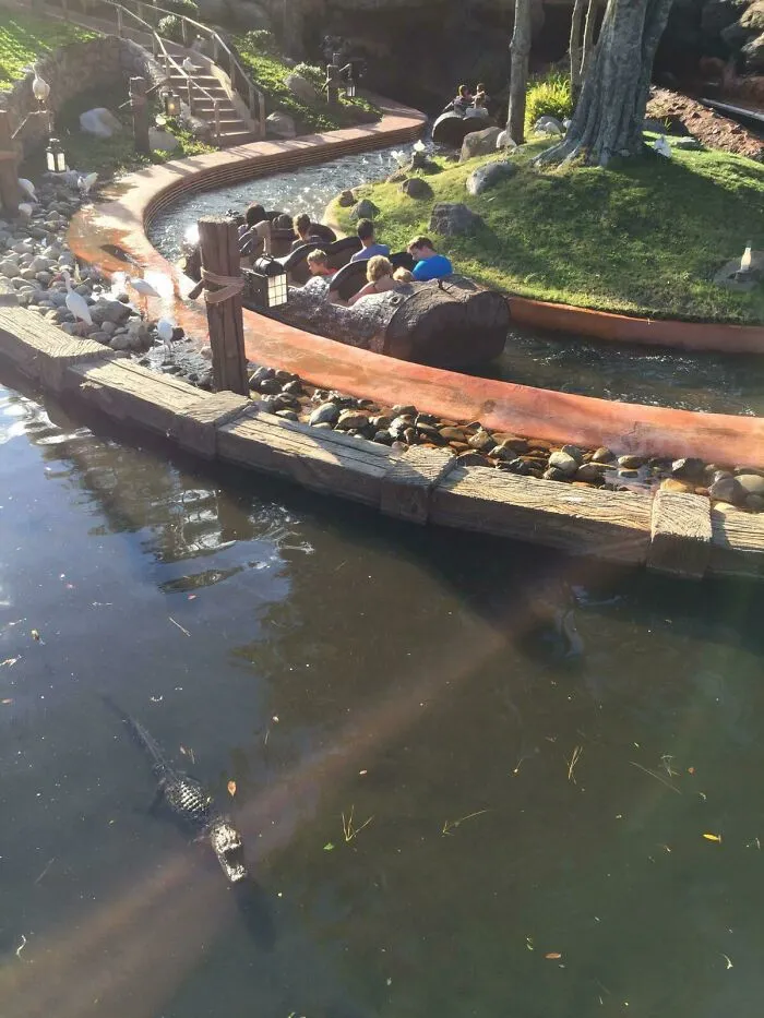 Just An Alligator Chilling In Disney World, Florida