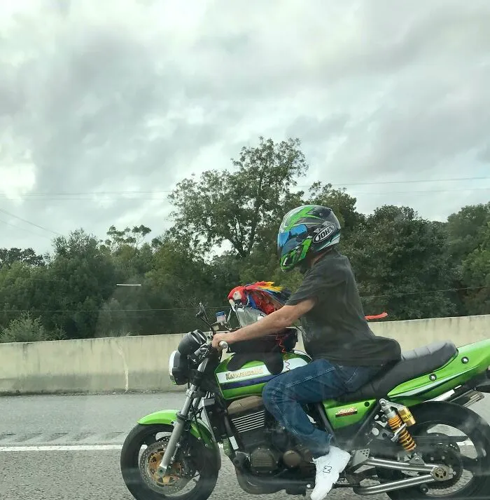 Just Taking His Parrot For A Ride At 55 Mph. Welcome To Florida