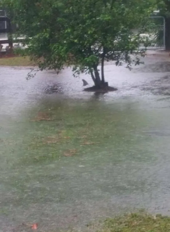 Its Raining A Little Bit In Florida... Thats A Bullshark In A Front Yard