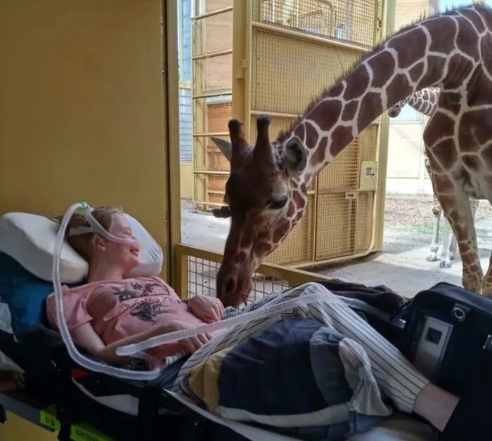A Giraffe Saying Hello To A Terminally Ill Patient In A Dutch Zoo