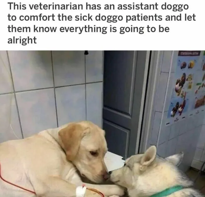 I Need A Comfort Dog Too 