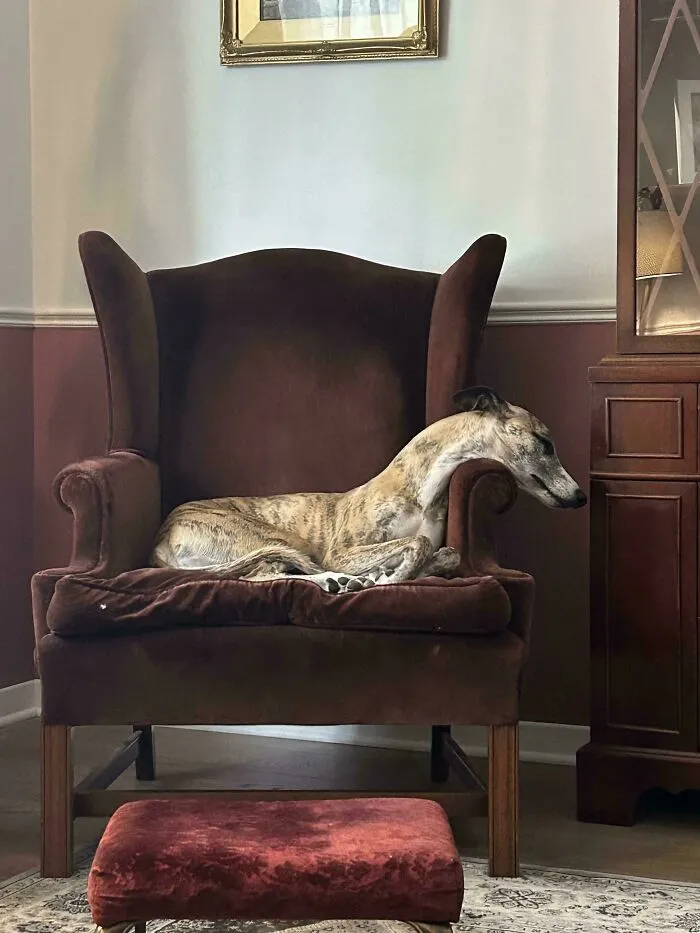Funny unhinged dog pictures of a lanky dog stretching its neck over an armchair armrest