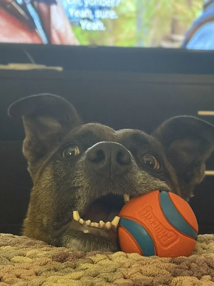 A silly dog looking over a couch cushion with an orange ball in its mouth, great for funny unhinged dog pictures.