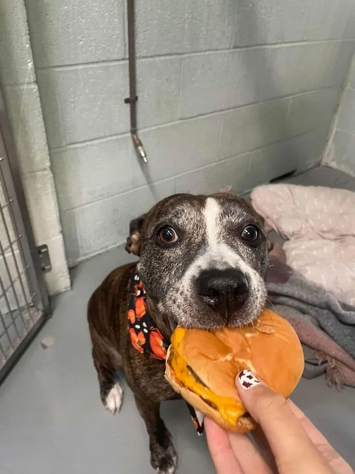 This Shelter Treats Its Dogs To Hamburgers, And Here Are 44 Pics Showing Their Reactions