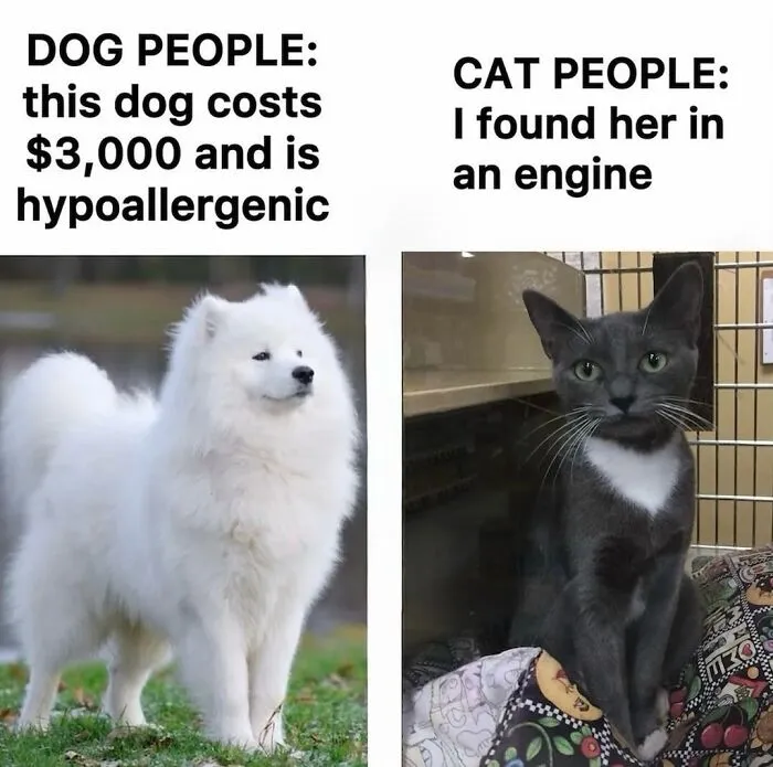 These 50 Memes Shared By This Page Capture The Wonderful Chaos Of Living With A Cat