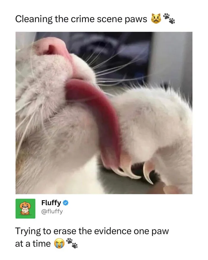Close-up of a white cat meme licking its paw, showcasing funny animal behavior in wholesome animal memes.