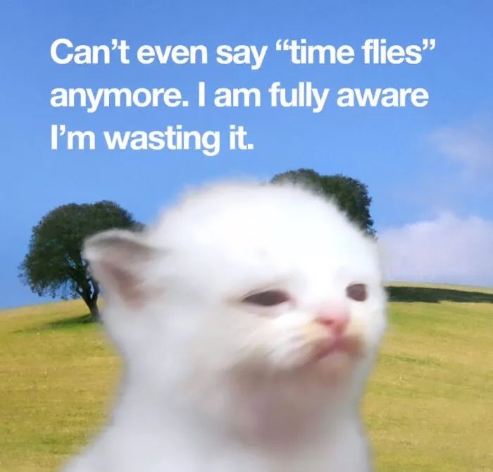 A sad-looking white kitten in a field, accompanied by text about wasting time, a relatable cat meme.