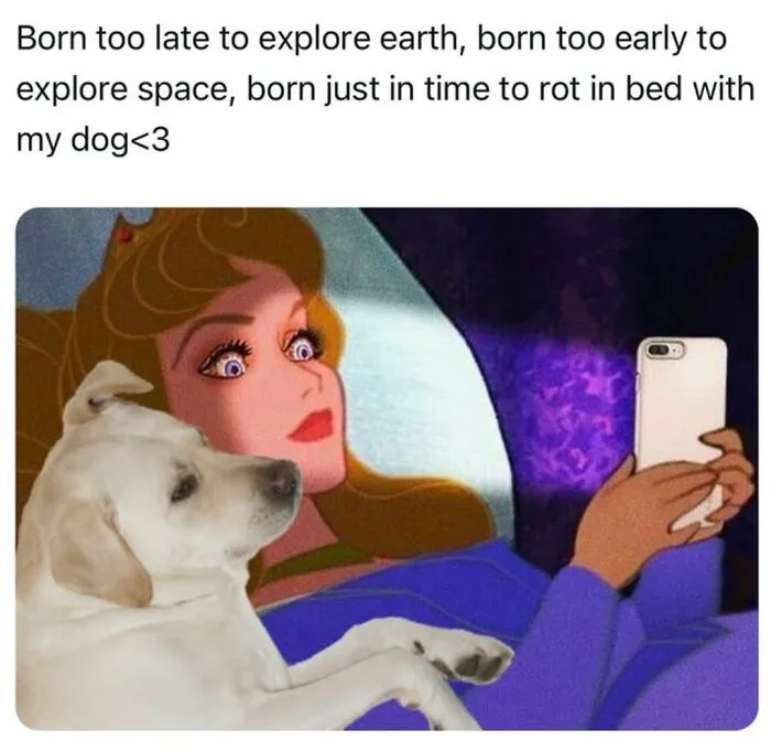A Dog Toy Company Shares Memes About Its Favorite Customers, And They’re Too Accurate (35 Pics)