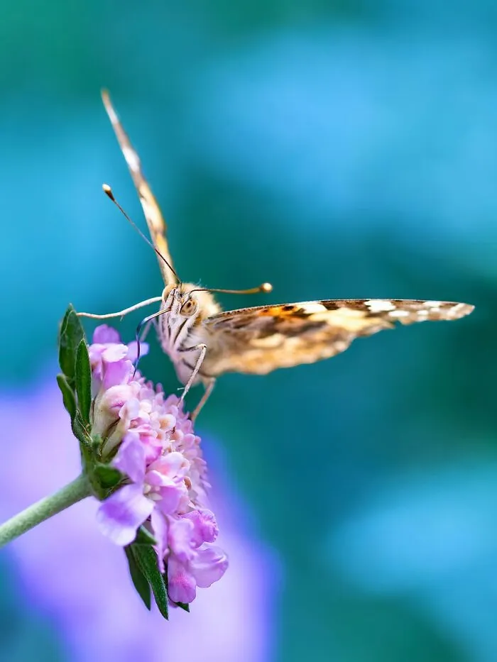 Photographer Captured 37 Close-Up Nature Shots That Reveal A World We Usually Never Get To See