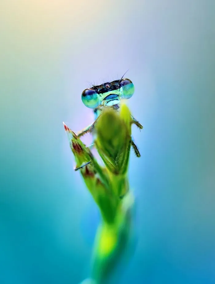 Photographer Captured 37 Close-Up Nature Shots That Reveal A World We Usually Never Get To See