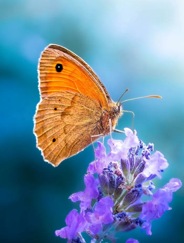 Photographer Captured 37 Close-Up Nature Shots That Reveal A World We Usually Never Get To See