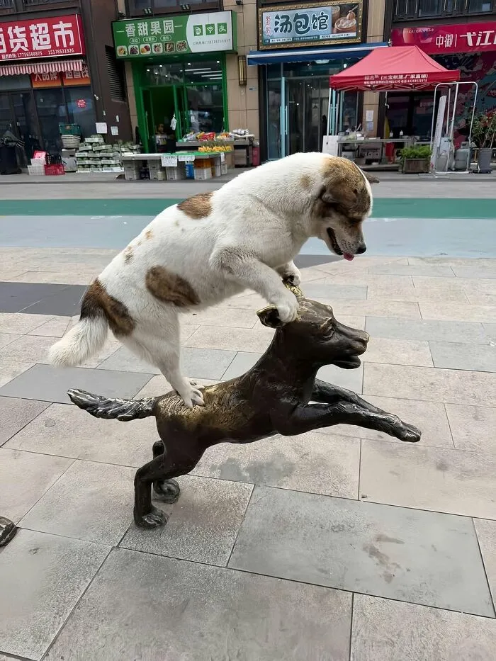 39 Fotos de perros compartidas por los premios Pure Photography que captan a la perfección el caos canino