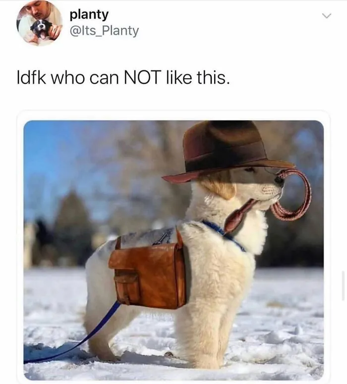 38 Hilarious Dog Memes Shared By This Page Celebrating Everything That Makes Dogs So Lovable