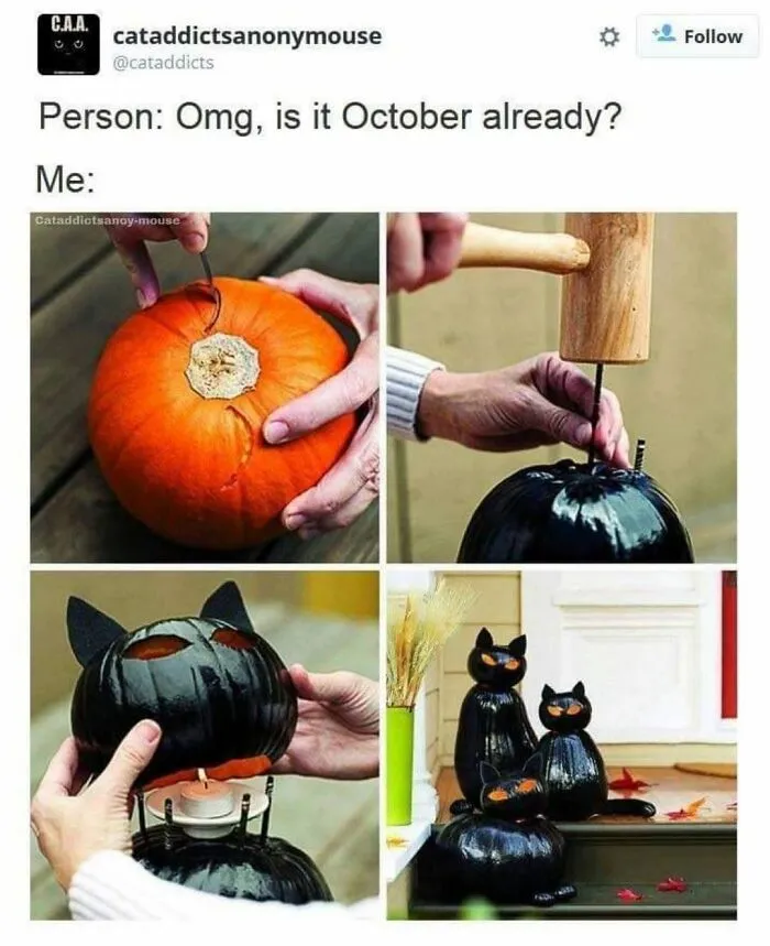 30 Hilarious Cat Memes That Every Cat Owner Might Immediately Understand