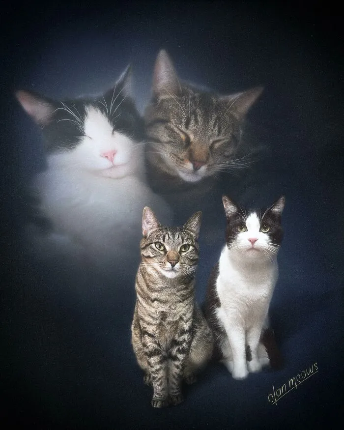 These Artists’ 49 Pet Portraits Capture Each Animal’s Personality In Peak ’80s Style