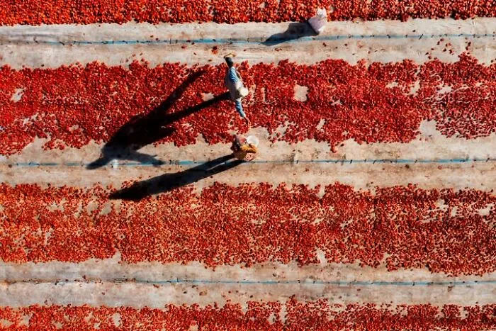 Murat Bakmaz captures the beauty of everyday life: Two people working on a field of drying red peppers from an aerial view.