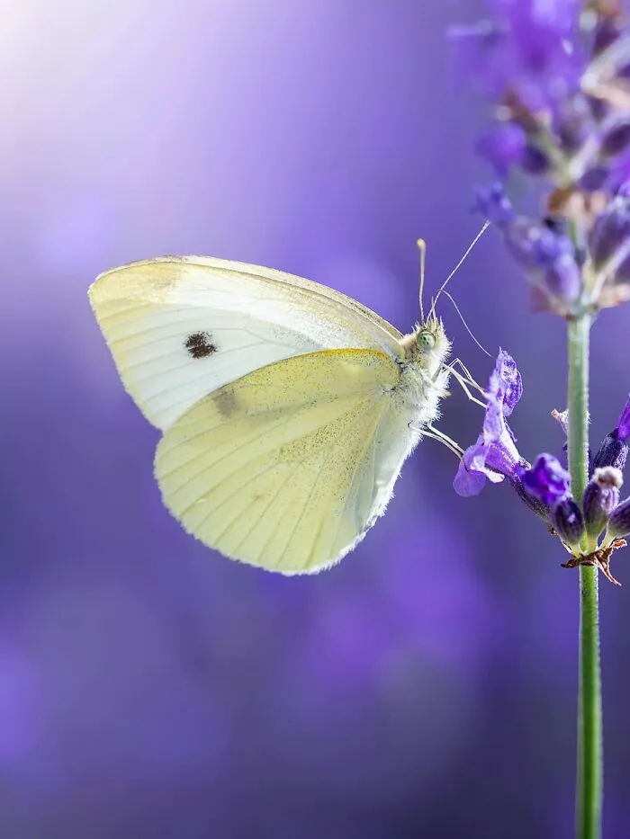 Photographer Captured 37 Close-Up Nature Shots That Reveal A World We Usually Never Get To See