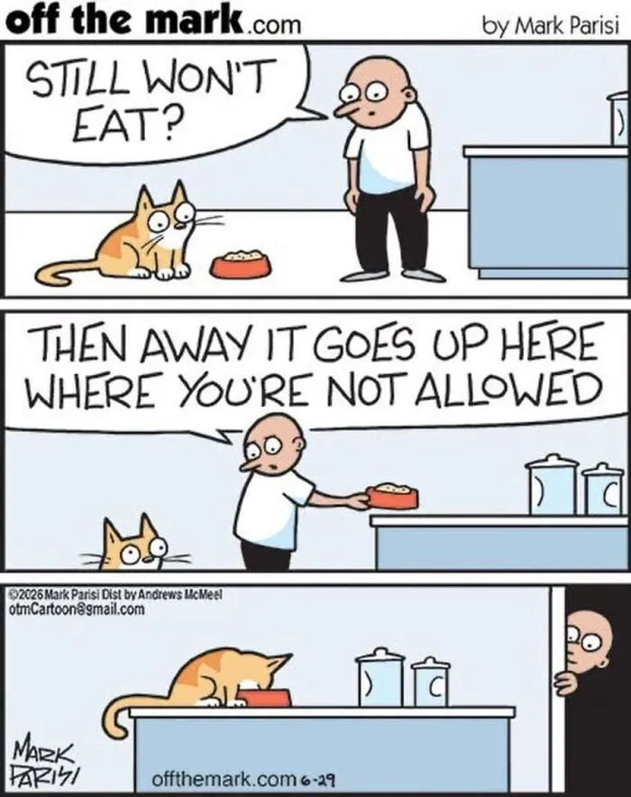 36 New Comics That Capture The Odd Little Habits Every Cat Owner Knows