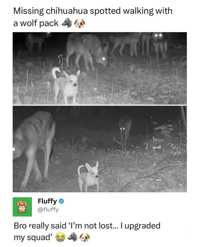 A small chihuahua walking with a pack of wolves at night, a wholesome animal meme.