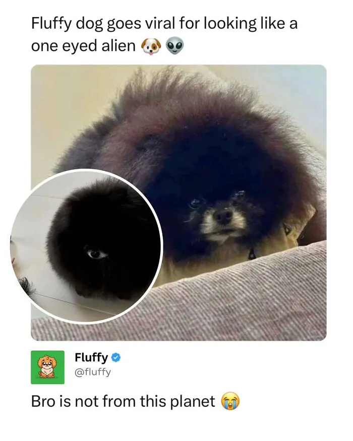 A fluffy black dog resembling a one-eyed alien, a wholesome animal meme.