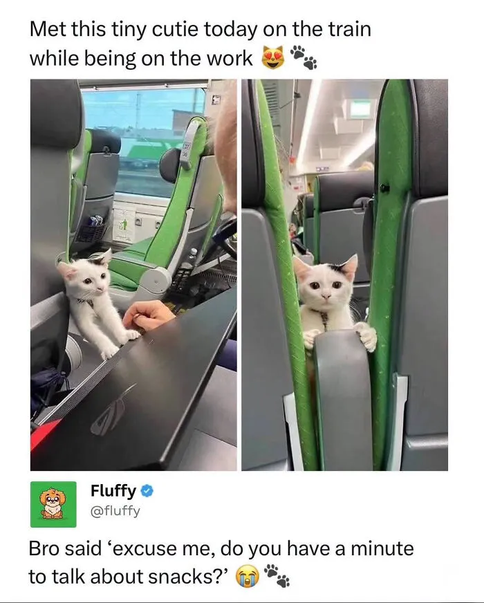 A tiny, cute white kitten with black spots peeking out from a train seat, perfect for wholesome animal memes.