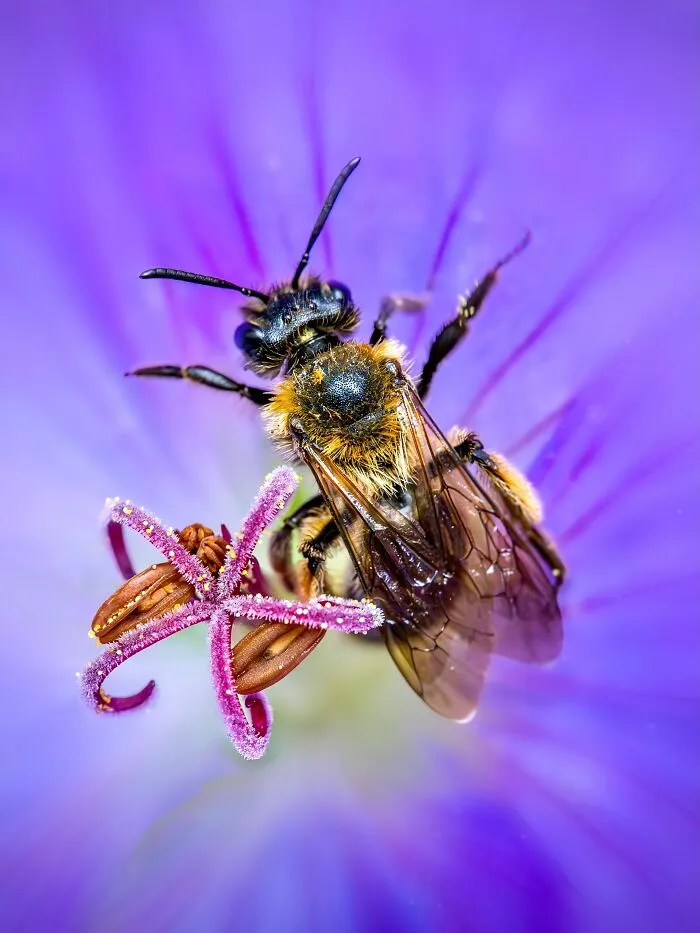 Photographer Captured 37 Close-Up Nature Shots That Reveal A World We Usually Never Get To See