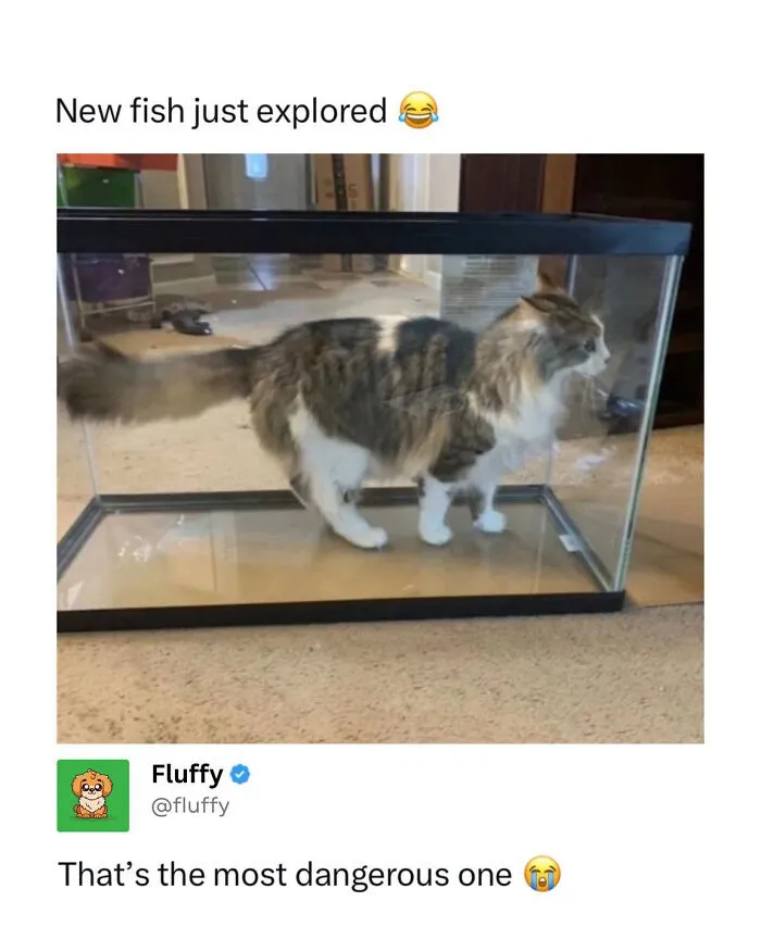 A wholesome animal meme of a fluffy cat exploring a large empty fish tank, captioned New fish just explored.
