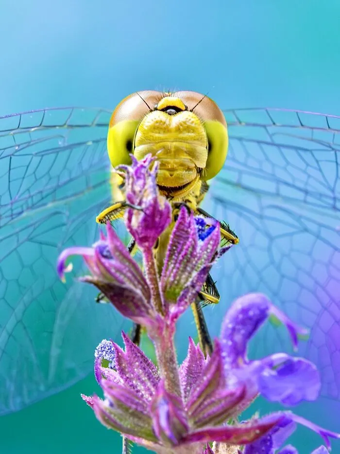 Photographer Captured 37 Close-Up Nature Shots That Reveal A World We Usually Never Get To See