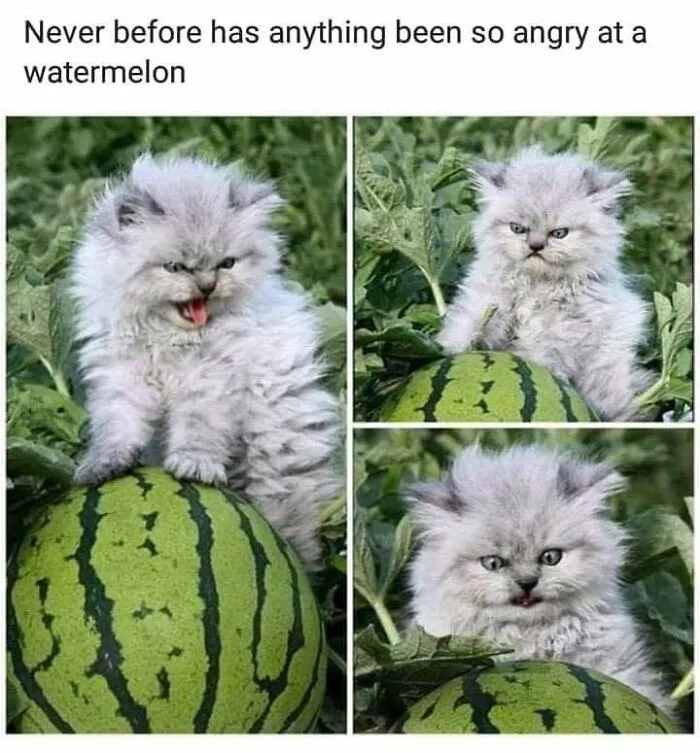 30 Hilarious Cat Memes That Every Cat Owner Might Immediately Understand