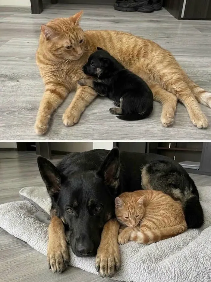 This Page Shared 25 New Pics Of Animals Which Turned Ordinary Situations Into Pure Comedy
