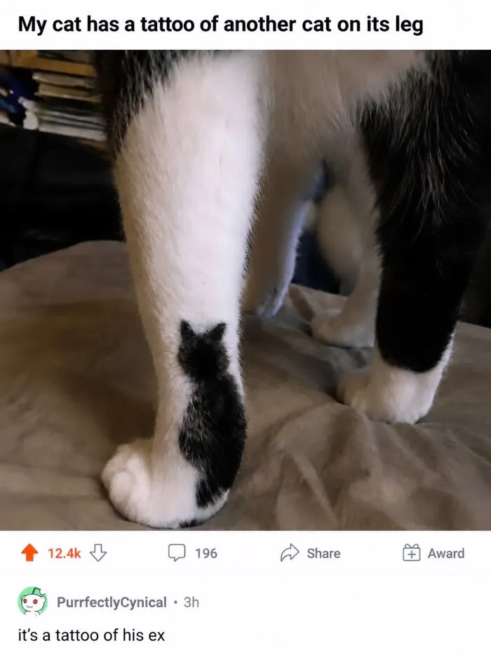 Cat Memes That Might Just Make Sense To Every Animal Lover (74 Pictures)