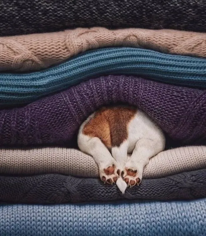 39 Shots Of Dogs Shared By Pure Photography Awards That Capture Canine Chaos Perfectly