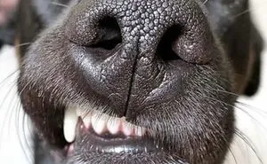 39 Shots Of Dogs Shared By Pure Photography Awards That Capture Canine Chaos Perfectly