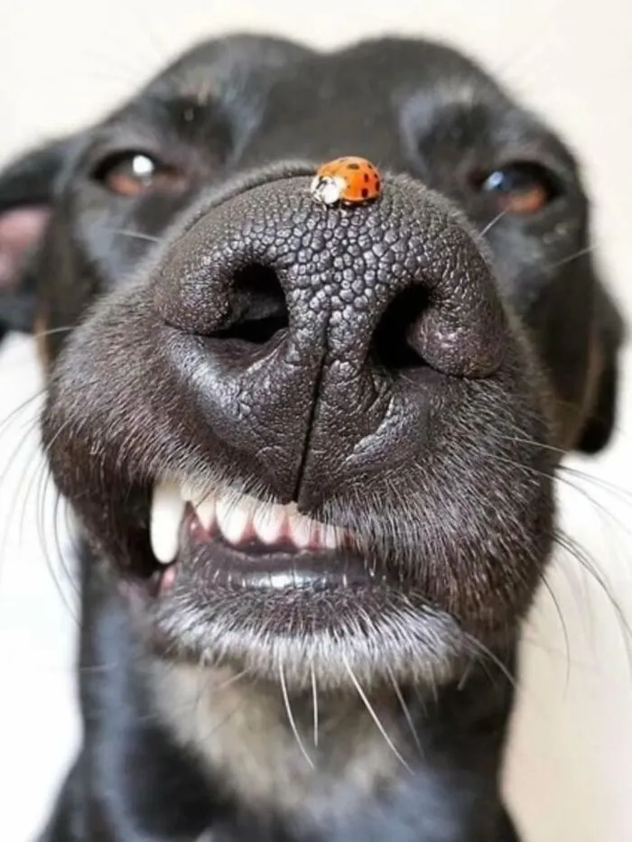 39 Shots Of Dogs Shared By Pure Photography Awards That Capture Canine Chaos Perfectly