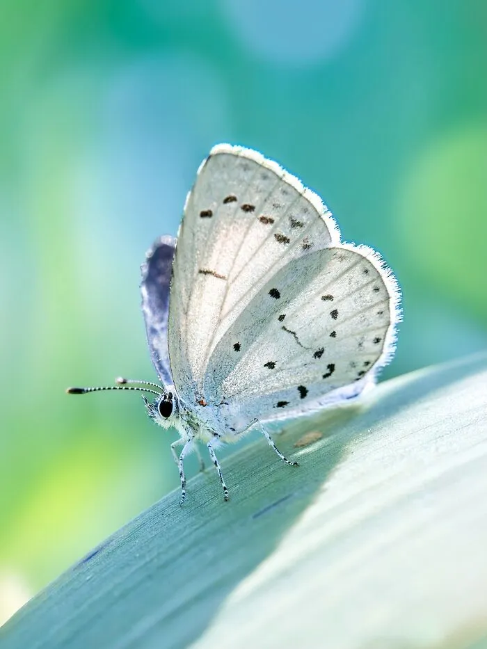 Photographer Captured 37 Close-Up Nature Shots That Reveal A World We Usually Never Get To See