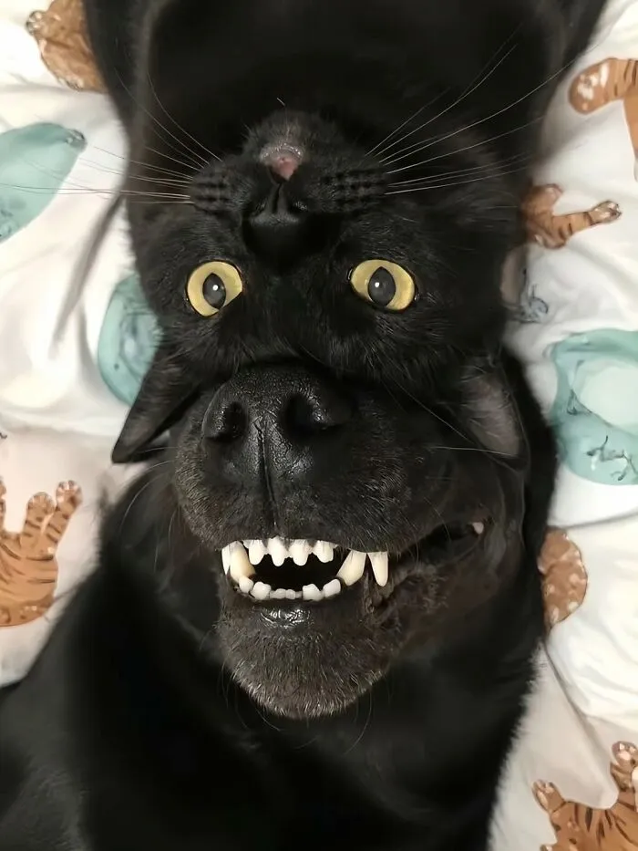 39 Shots Of Dogs Shared By Pure Photography Awards That Capture Canine Chaos Perfectly