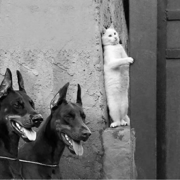 39 Shots Of Dogs Shared By Pure Photography Awards That Capture Canine Chaos Perfectly