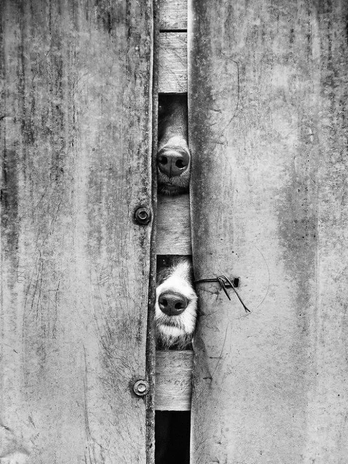 39 Shots Of Dogs Shared By Pure Photography Awards That Capture Canine Chaos Perfectly