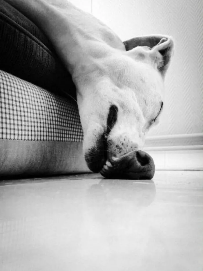 39 Shots Of Dogs Shared By Pure Photography Awards That Capture Canine Chaos Perfectly
