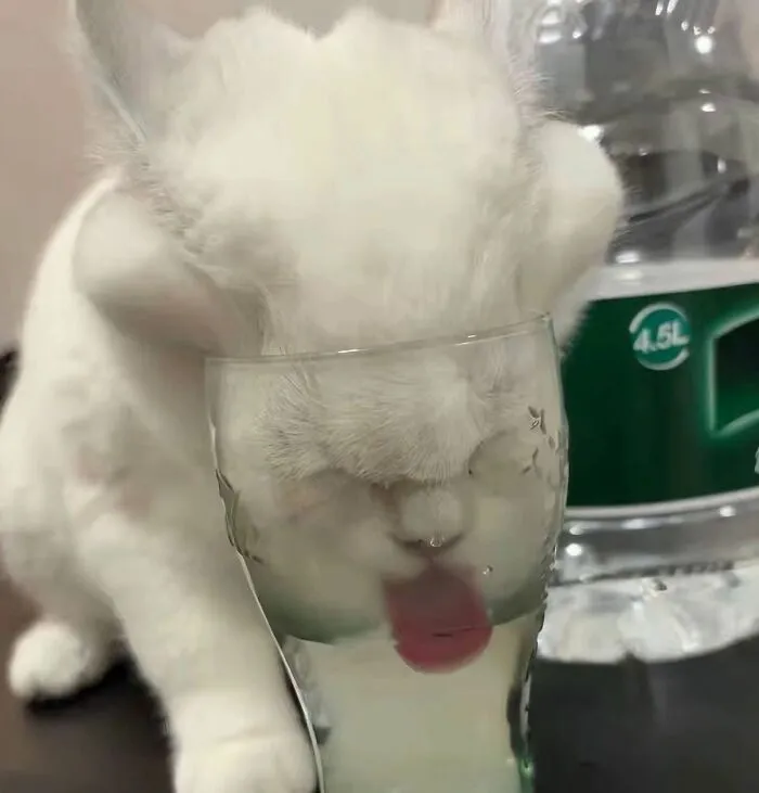This Page Shared 25 New Pics Of Animals Which Turned Ordinary Situations Into Pure Comedy