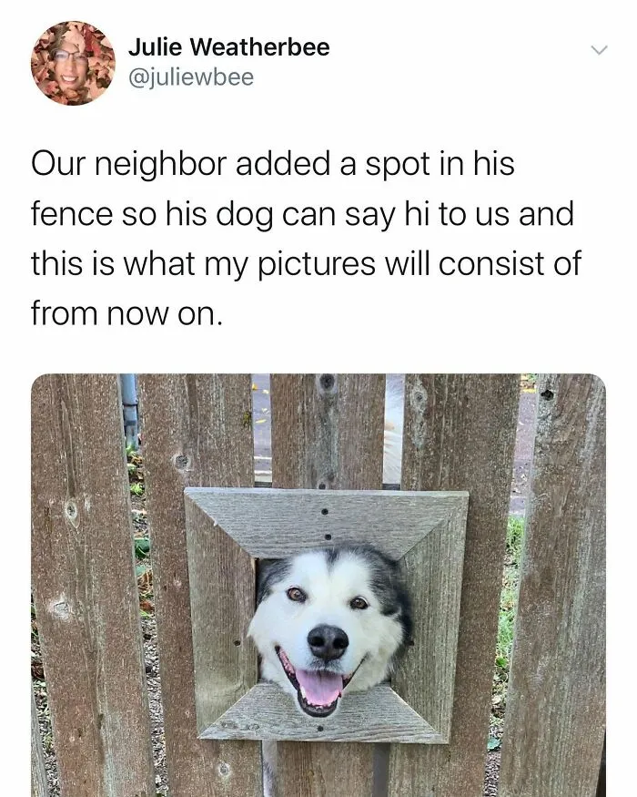 38 Hilarious Dog Memes Shared By This Page Celebrating Everything That Makes Dogs So Lovable