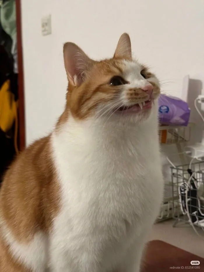 This Page Shared 25 New Pics Of Animals Which Turned Ordinary Situations Into Pure Comedy