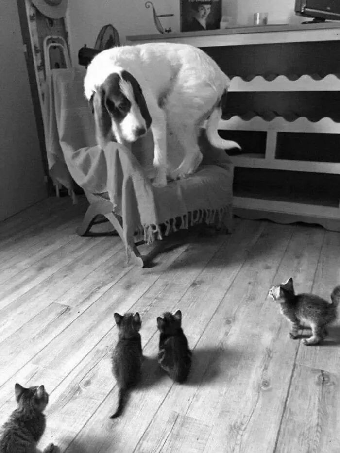 39 Shots Of Dogs Shared By Pure Photography Awards That Capture Canine Chaos Perfectly