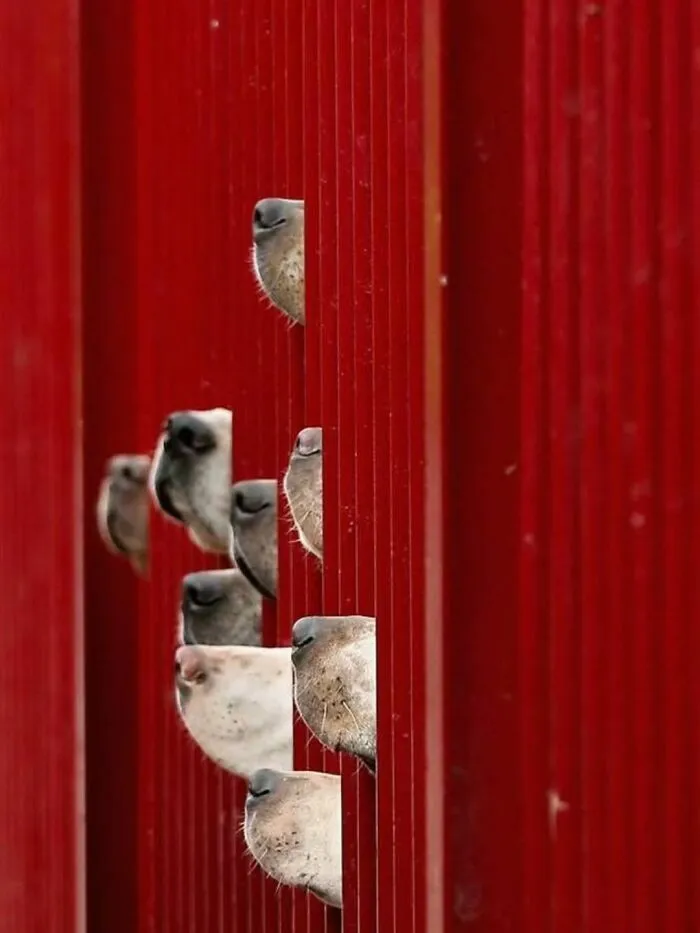 39 Shots Of Dogs Shared By Pure Photography Awards That Capture Canine Chaos Perfectly