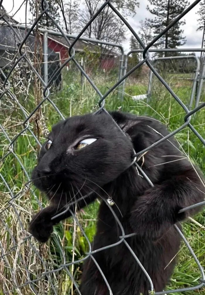 This Page Shared 25 New Pics Of Animals Which Turned Ordinary Situations Into Pure Comedy
